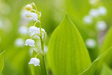 Team Silent两名主要成员疑似参与开发《寂静岭》新作